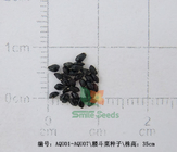 Sell Compact perennial Aquilegia viridiflora seed Green Columbine seeds