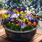 Hotsale Viola Tricolor seeds Johnny Jump up wild pansy heartsease seed