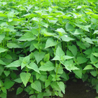 Huo xiang Agastache rugosus seeds Korean Mint herb seeds