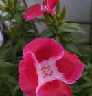 Bulk Clarkia Amoena Godetia amoena seeds Farewell-to-Spring Flower for sale