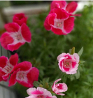 Bulk Clarkia Amoena Godetia amoena seeds Farewell-to-Spring Flower for sale