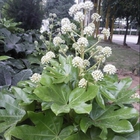 Landscape plant flower Fatsia japonica seeds Japanese aralia seed for sale