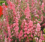 500g Buy bulk delphinium ajacis seeds with mixed colors