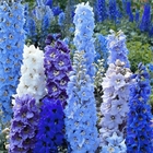 500g Buy bulk delphinium ajacis seeds with mixed colors
