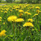 Top grade yellow flower Taraxacum officinale seeds for planting