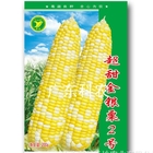 Early maturing hybrid f1 bicolor corn seeds sweet Solstice dual white yellow corn seed