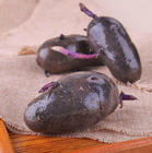 Black potato seeds bulbs purple potato rhizome for planting