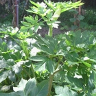 Tomorrow's leaf Ashitaba seeds angelica keiskei seeds for sale 200pcs