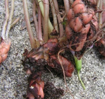 New lovely plant roots fresh False Shamrock bulbs for wholesale