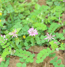 Bulk supply Purple Crown Vetch Coronilla varia seeds Securigera Varia for gardening flower planting