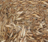 Bulk provide Chinese ash seeds Fraxinus chinensis seed for online sale