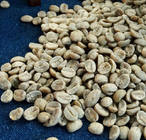 Buy raw bulk Coffea arabica Seeds  Arabian Coffee seed for sowing