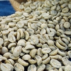 Buy raw bulk Coffea arabica Seeds  Arabian Coffee seed for sowing