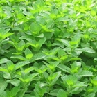 Bo He Bulk sell Mentha haplocalyx seeds chinese mint mentha seed for sale