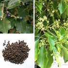 Xiang zhang Street shade tree camphorwood seed planting camphor laurel seeds for sale