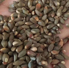 Ce Bai Platycladus orientalis seeds Chinese thuja Oriental arborvitae seeds with high germination