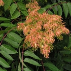 BULK supply Chouchun tree of heaven seeds, ailanthus, varnish tree Ailanthus Altissima seeds