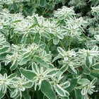 Decoration plant Euphorbia marginata seeds natural new collected snow on the mountain seeds for sowing
