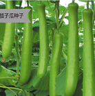 Organic hybrid oriental Opo Squash Snake Gourd long squash seeds for vegetable planting