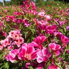 Mixed color Clarkia amoena seeds farewell to spring seeds Satin Flower for sale