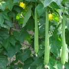 Organic vegetable loose sponge cucumber seeds for sale