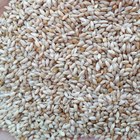 Mao wei cao forage new Phleum pratense seeds bulk Timothy-grass seed for sowing