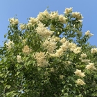 White flower Syringa oblata Lindl var alba Rehder seeds early blooming lilac for sowing sale