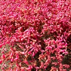 Strong saline-alkali tolerance Red color dried Suaeda glauca seeds Halophyte seed for planting