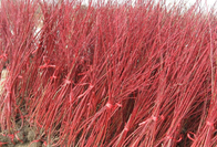 Ornamental plants Red-barked twig Cornus alba seeds Tatarian Siberian dogwood seeds for sowing