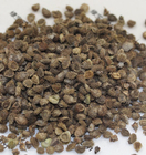 Wholesale bulk Myosotis sylvatica seeds woodland forget-me-not seeds