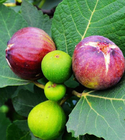 Wu hua guo Bulk fruit tree Ficus carica seeds common fig seeds for sale