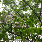 Lian shu Yard tree chinese neem seeds chinaberry tree for planting loose bulk supplying