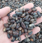 Ci Tong natural raw high quality Indian Coral Tree Pangra Nuts Erythrina Variegata seeds