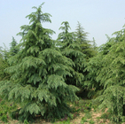 1kg New wholesale mature cedrus deodara seeds deodar cedar Himalayan cedar seeds for sale