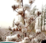 500g Cottonseeds anti-virus Good price bulk cotton seeds for sale