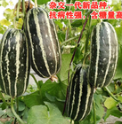 100pcs f1 hybrid Cucumis melo seeds high sweet melon for sowing