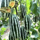 100pcs f1 hybrid Cucumis melo seeds high sweet melon for sowing
