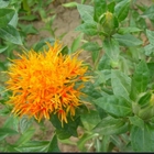 Loose hybrid herb Carthamus tinctorius seed Safflower seeds for sale