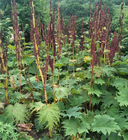 1KG Wholesale loose ripe herb Rhubarb seeds chinese Rheum palmatum seeds for farming