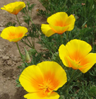 Hotsale Eschscholzia californica seeds California golden poppy seeds California sunlight for sale cup of gold