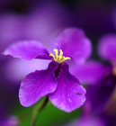 Wholesale loose hybrid blue purple Orychophragmus violaceus seeds for sale