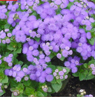 Ornamental Ageratum conyzoides seeds tropical billygoat weed seeds for planting