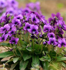 Bulk sell Viola philippica seeds purpleflower violet Violae Herba seeds for planting