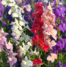 Fei yan cao 500g Mixed colors flowers Giant Larkspur seed Consolida ajacis seeds for planting