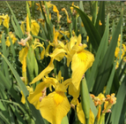 1KG wholesale Water plants Iris pseudacorus seed New  yellow flag seeds for planting
