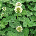 Bulk best germination sweet clover seed white Ladino clover seeds for sale