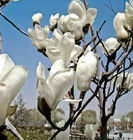 China Bulk white flower Yulan Magnolia Denudata seeds for sale