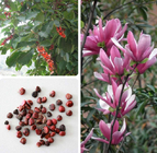 1000g China purple mulan lily Magnolia liliiflora seeds for planting
