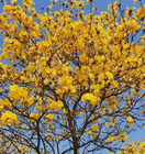 Yellow flowers araguaney Handroanthus chrysanthus seed golden trumpet tree seeds