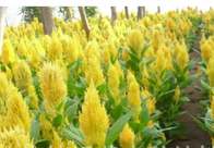 5g Hotsale yellow red Celosia cristata var plumosa seeds plumed cockscomb silver cock's comb seeds